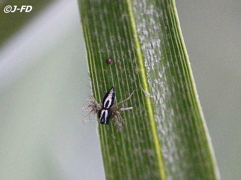 Oxyopes cfr. lineatus  - prov. Bari